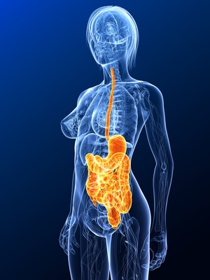 Grafik mit durchsichtiger Frau in blau, bei der Speiseröhre, Magen und Darm orangefarben sind