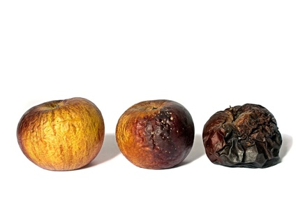 Foto mit 3 Äpfeln von leicht schrumpelig bis schwarz verschimmelt