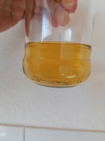 Urinprobe im Glas ohne Bodensatz