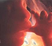 Foto von Embryo im Mutterleib