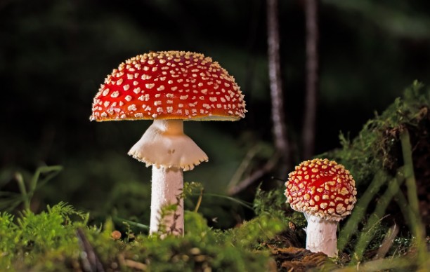 Ein großer und ein kleiner Fliegenpilz im Wald stehend